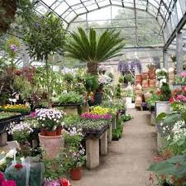 plants and ornamental